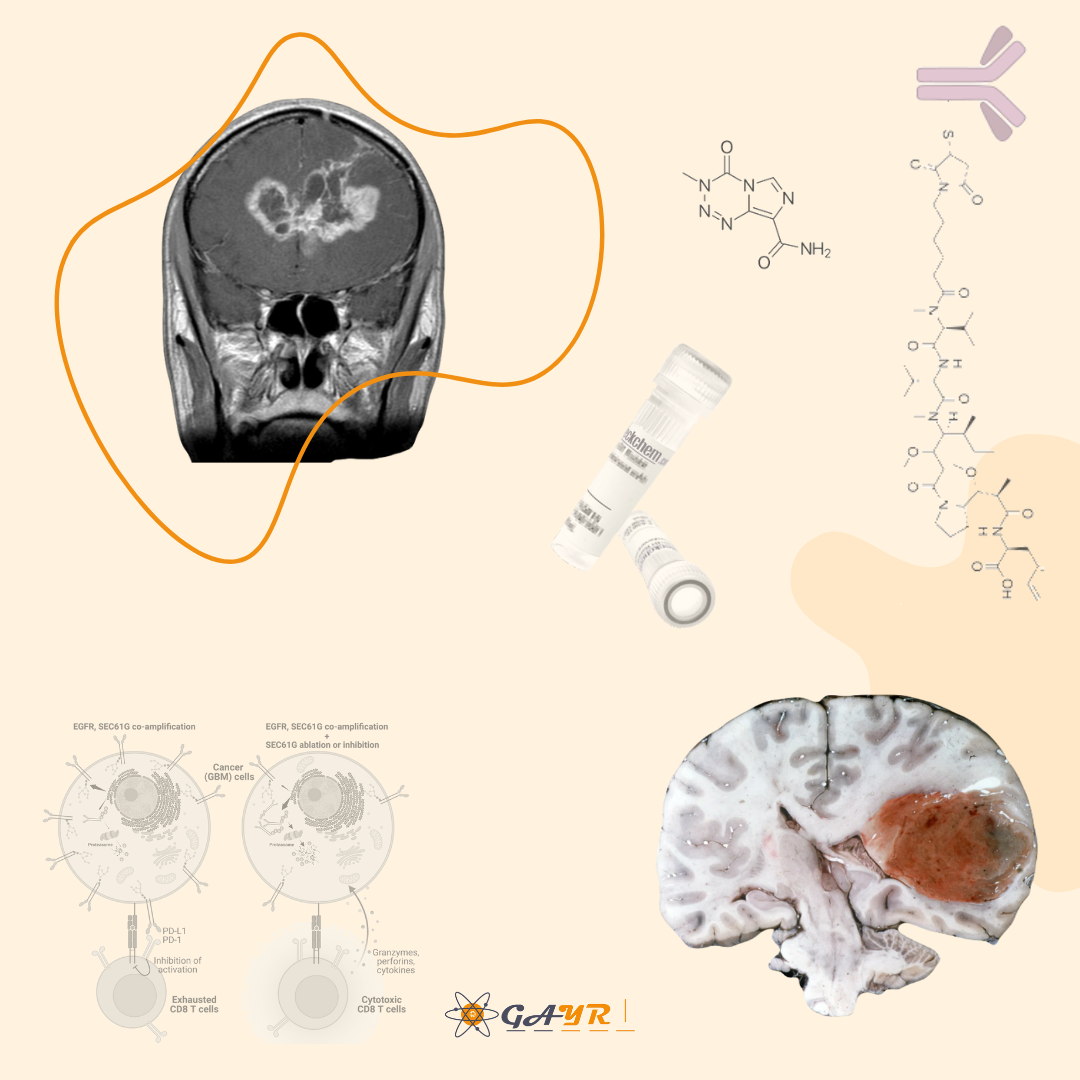 Safety and efficacy of depatuxizumab mafodotin monotherapy or in combination with temozolomide in patients with/without EGFR-amplified recurrent glioblastoma: a systematic review